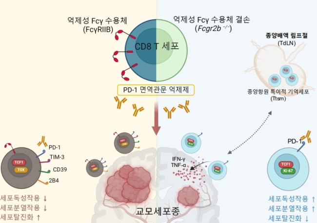 억제성 Fc 감마수용체 결손에 따른 면역 관문 억제제 치료 효과