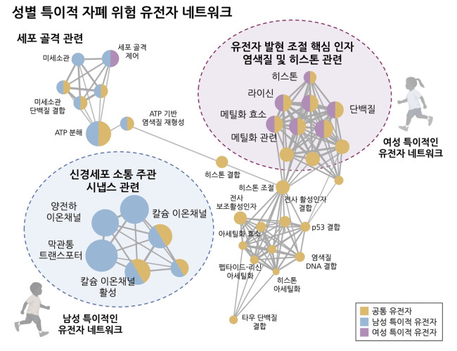 자폐 유전자의 성별 차이 모식도