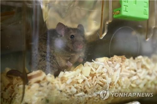 실험용 생쥐 