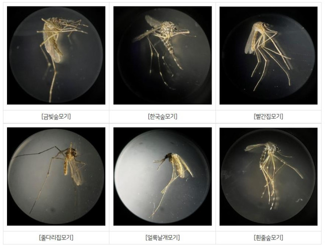 한국의 주요 모기 종