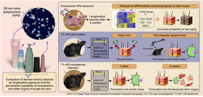 나노플라스틱의 피부 반응 및 전신 확산 과정